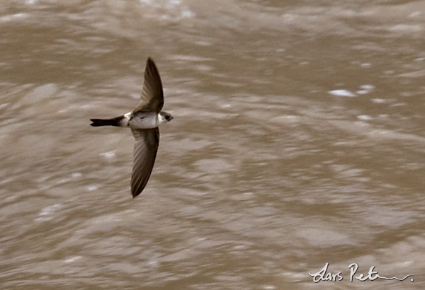 Andean Swift